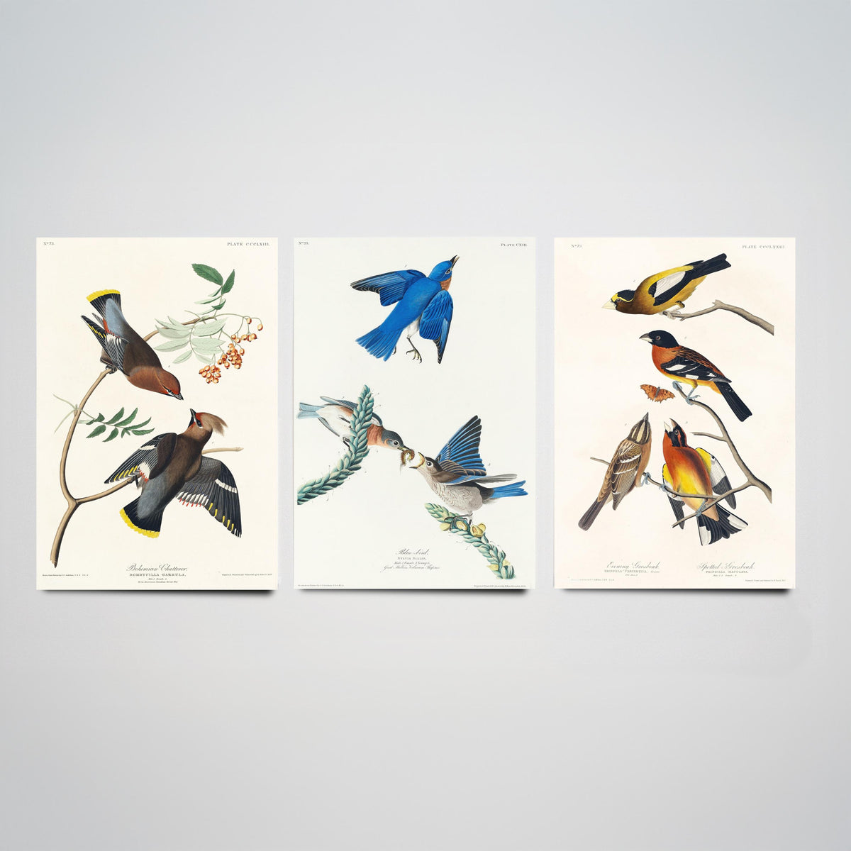 Set of Three John James Audubon Prints - Bohemian Chatterer Bluebird and Evening Grosbeak - 3 Bird Paintings Poster Wall Art
