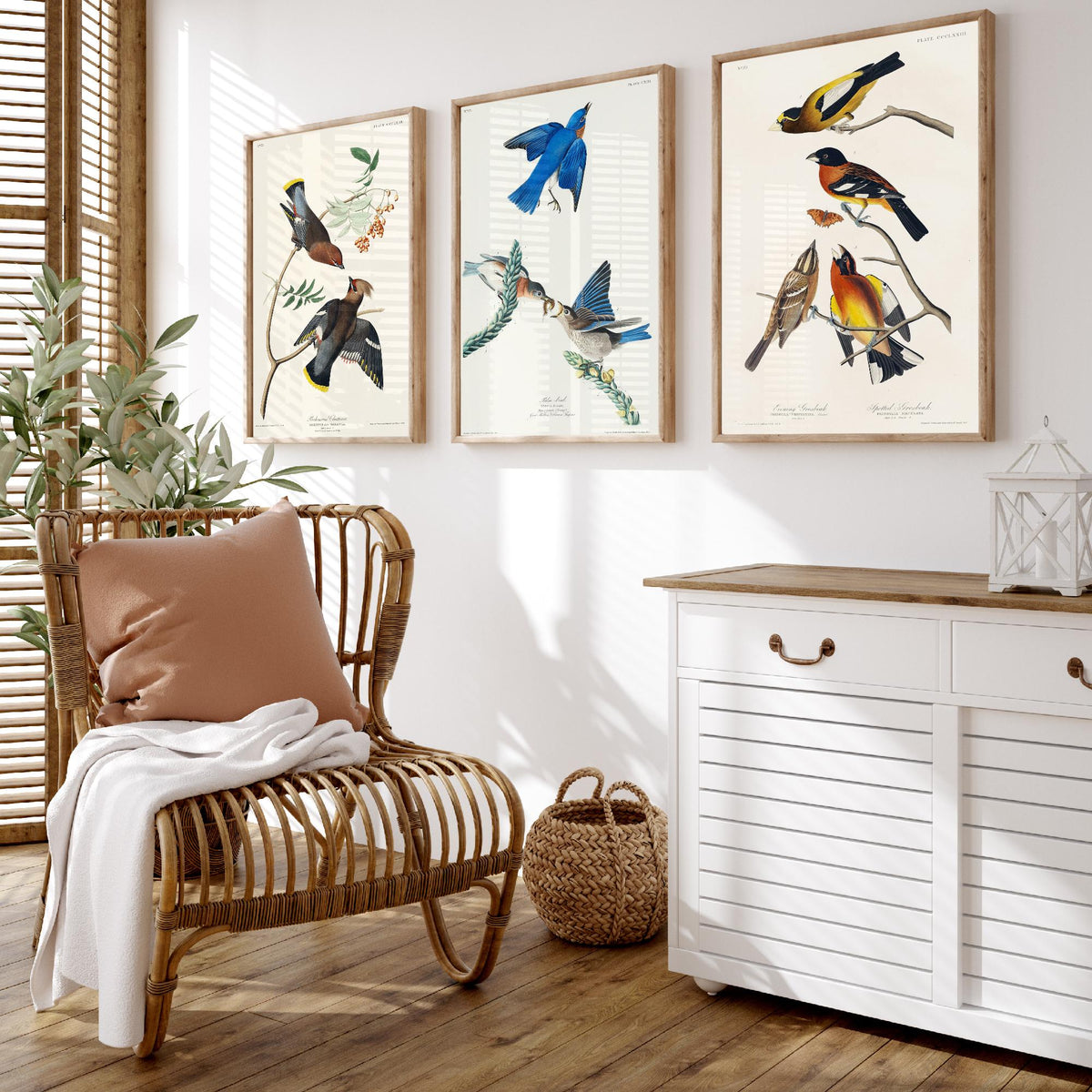 Set of Three John James Audubon Prints - Bohemian Chatterer Bluebird and Evening Grosbeak - 3 Bird Paintings Poster Wall Art