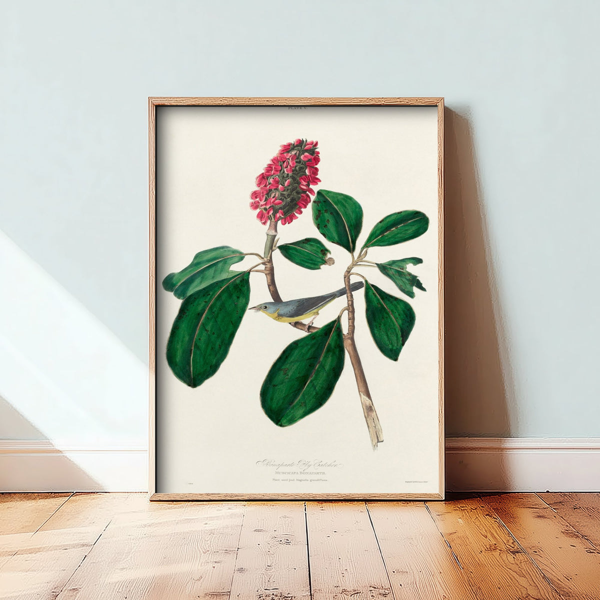 Canada Warbler Art Print - John James Audubon Poster - Bonaparte Flycatcher Birds of America Illustration