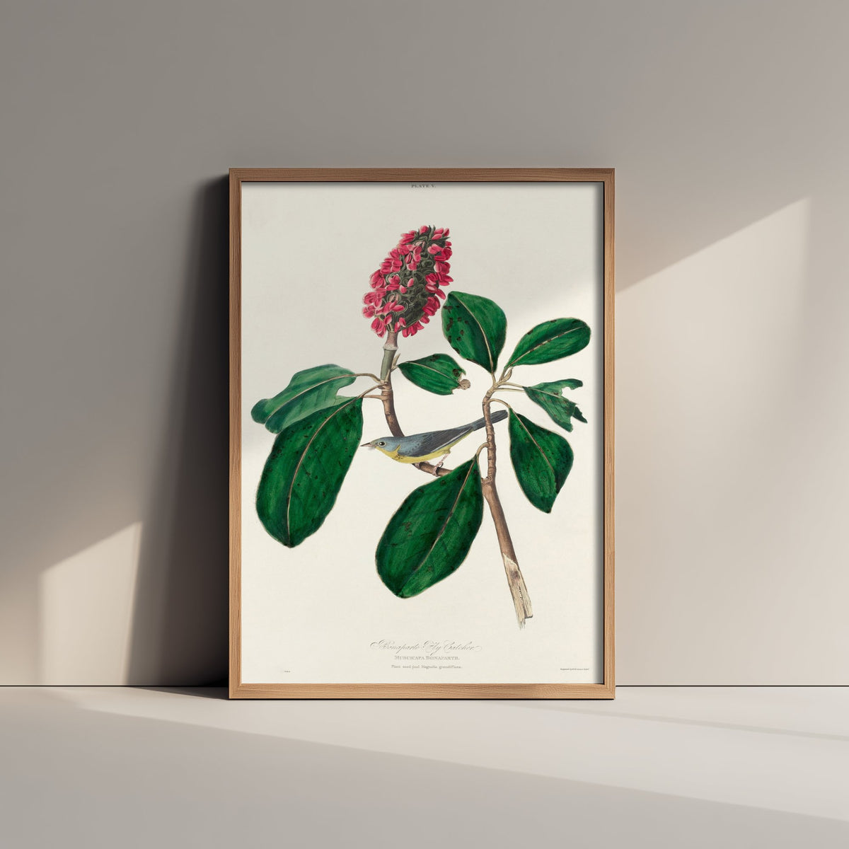 Canada Warbler Art Print - John James Audubon Poster - Bonaparte Flycatcher Birds of America Illustration