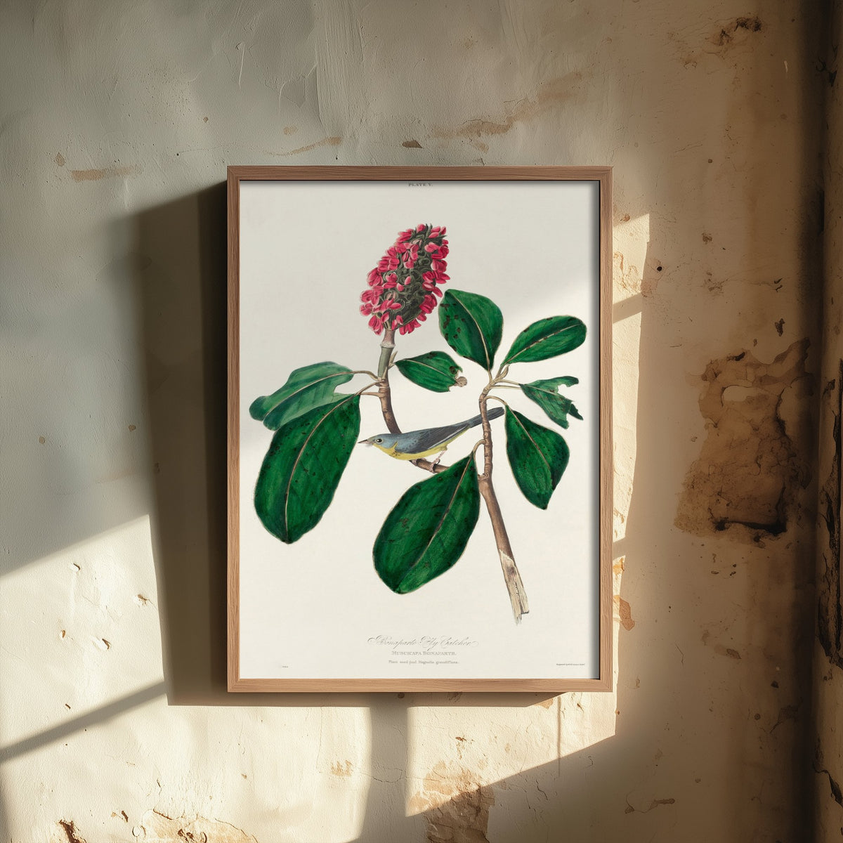 Canada Warbler Art Print - John James Audubon Poster - Bonaparte Flycatcher Birds of America Illustration