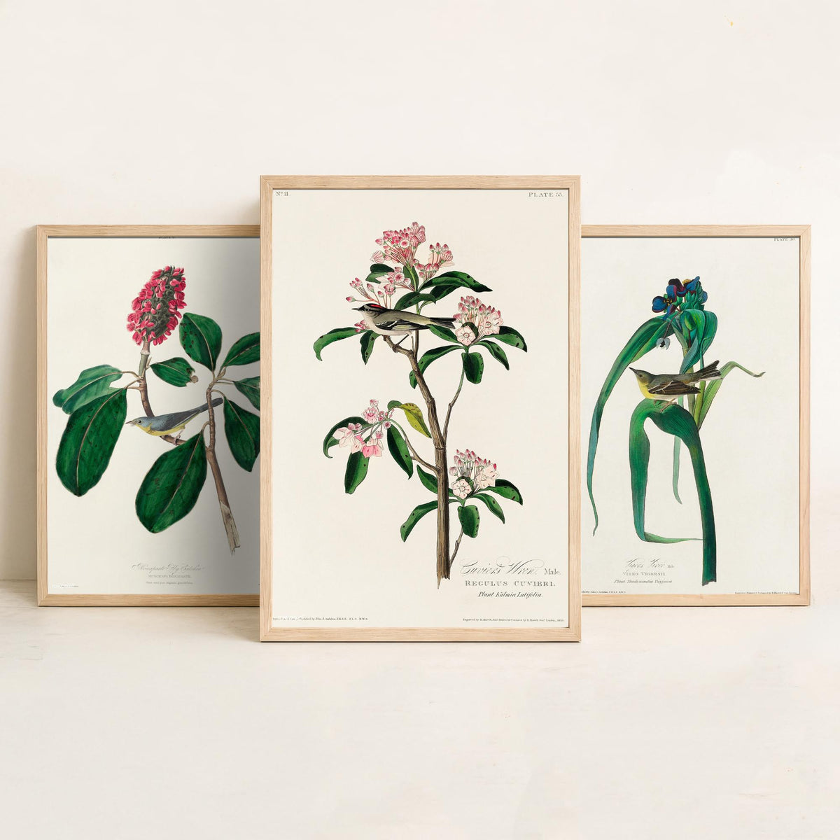 Set of Three Audubon Bird Prints - Bonaparte's Flycatcher Vigors's Warbler and Cuvier's Regulus - 3 Bird Paintings Poster Wall Art