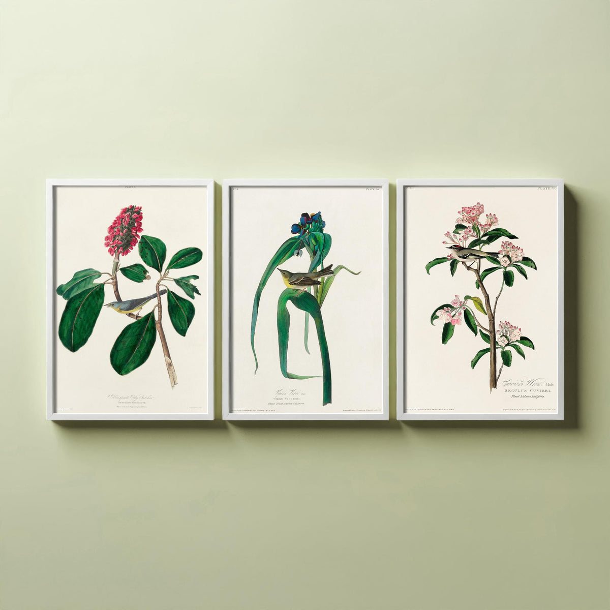 Set of Three Audubon Bird Prints - Bonaparte's Flycatcher Vigors's Warbler and Cuvier's Regulus - 3 Bird Paintings Poster Wall Art