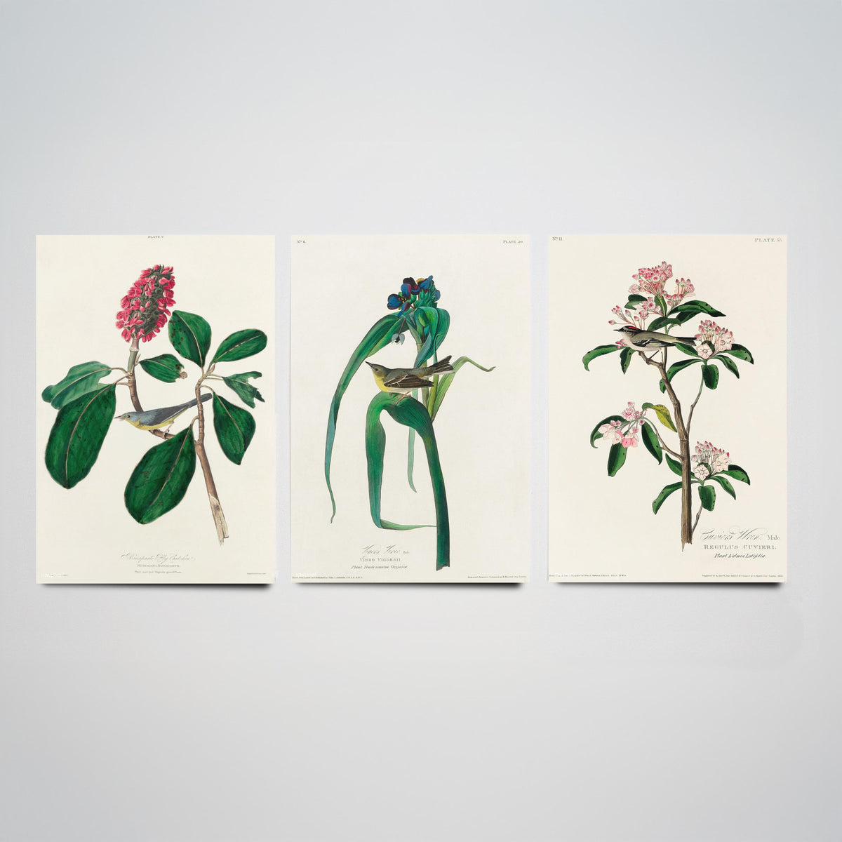 Set of Three Audubon Bird Prints - Bonaparte's Flycatcher Vigors's Warbler and Cuvier's Regulus - 3 Bird Paintings Poster Wall Art