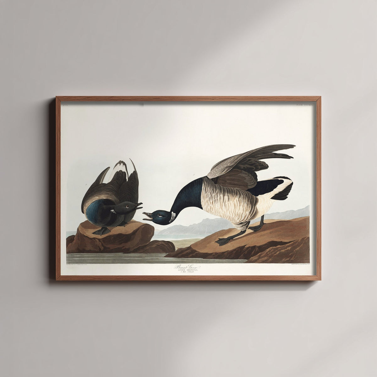 Brant Goose Art Print - John James Audubon Poster - Birds of America Vintage Illustration