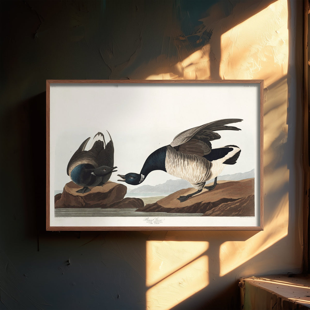 Brant Goose Art Print - John James Audubon Poster - Birds of America Vintage Illustration