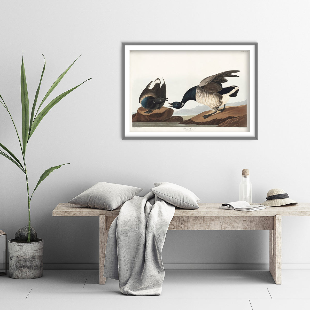 Brant Goose Art Print - John James Audubon Poster - Birds of America Vintage Illustration