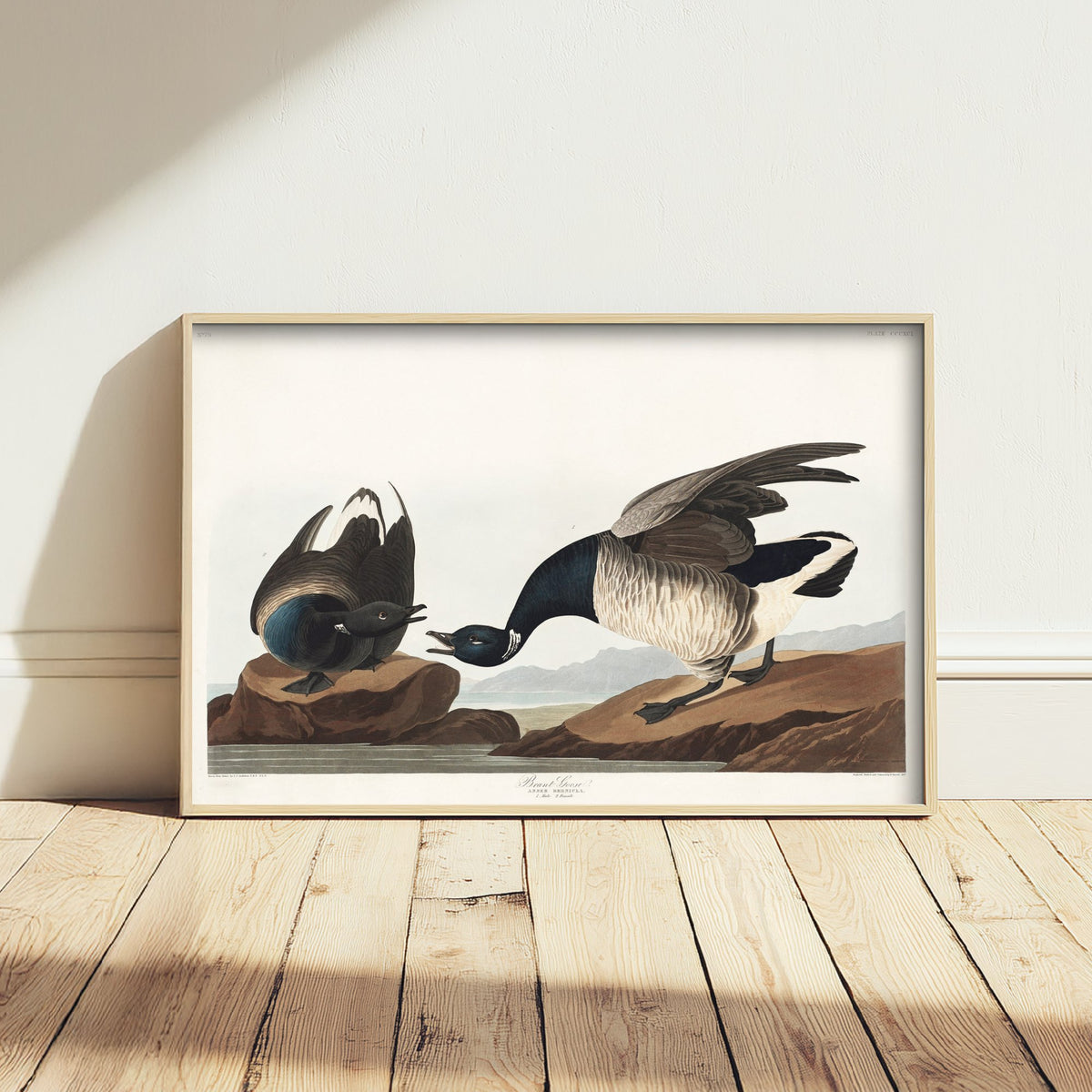 Brant Goose Art Print - John James Audubon Poster - Birds of America Vintage Illustration