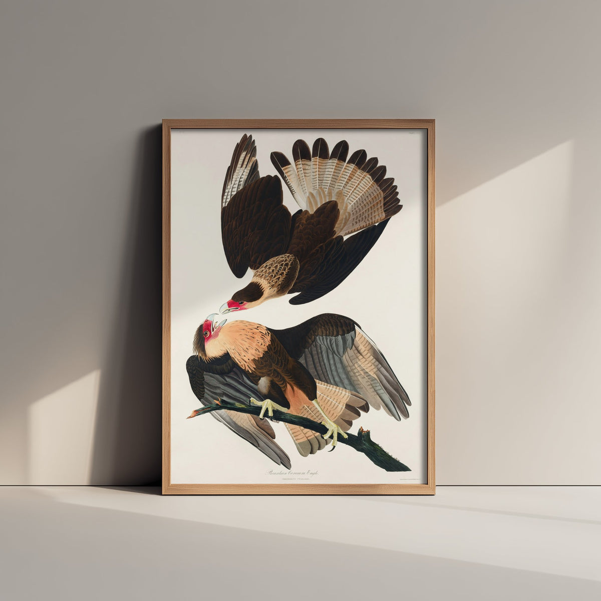 Crested Caracara Art Print - John James Audubon Poster - Birds of America Vintage Illustration