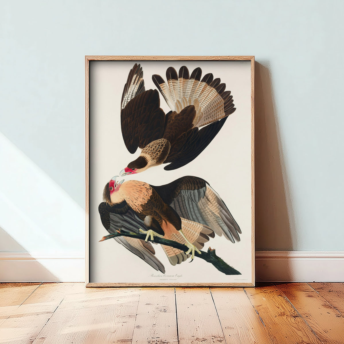 Crested Caracara Art Print - John James Audubon Poster - Birds of America Vintage Illustration