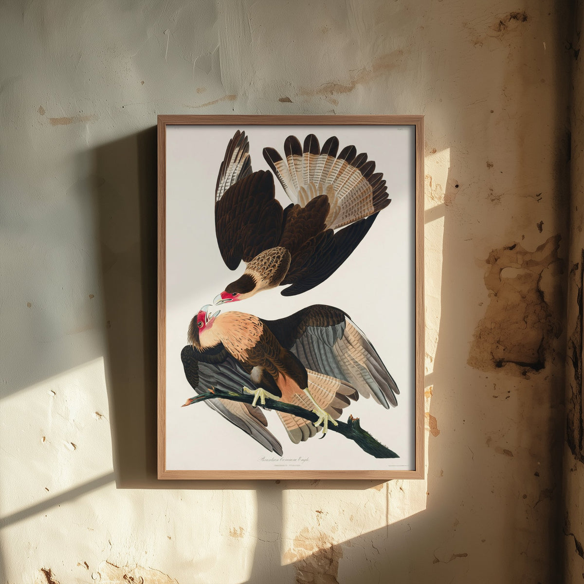 Crested Caracara Art Print - John James Audubon Poster - Birds of America Vintage Illustration