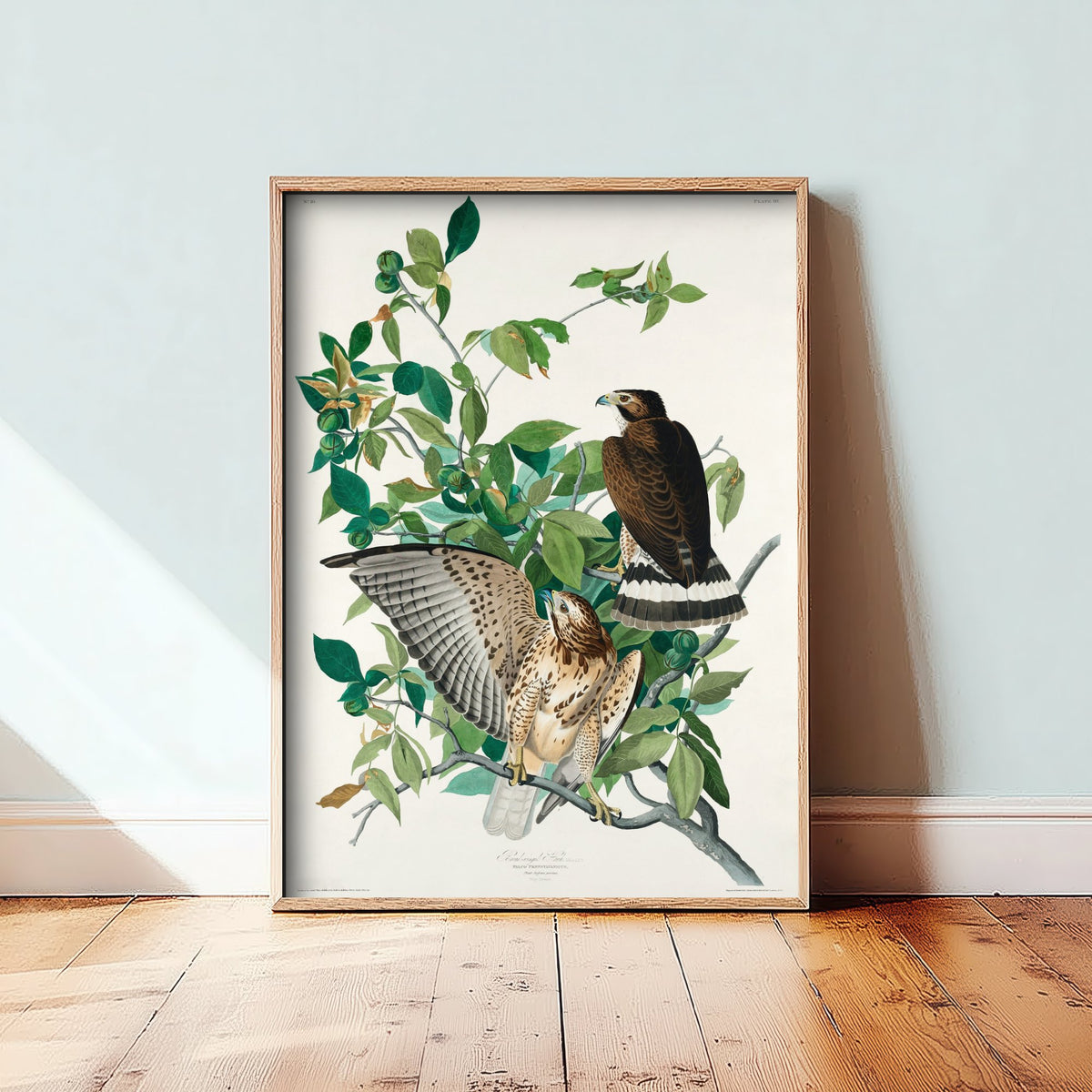 Broad-winged Hawk Art Print - John James Audubon Poster - Birds of America Vintage Illustration