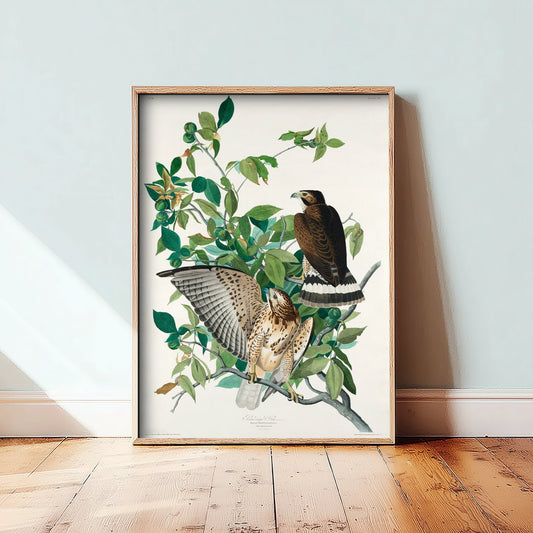 Broad-winged Hawk Art Print - John James Audubon Poster - Birds of America Vintage Illustration