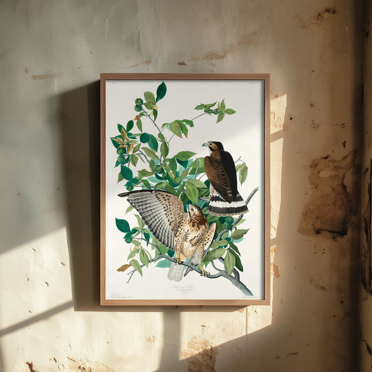 Broad-winged Hawk Art Print - John James Audubon Poster - Birds of America Vintage Illustration