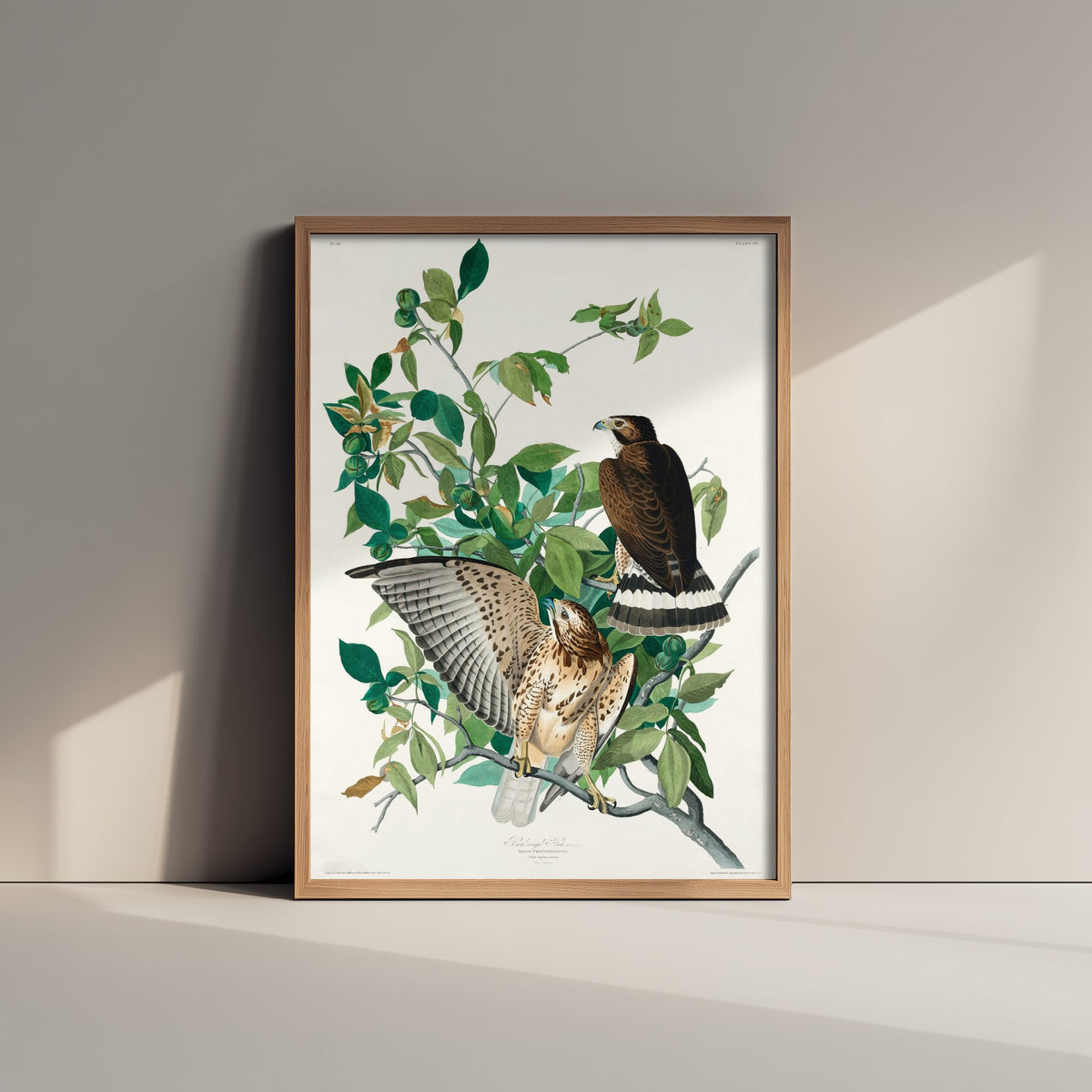 Broad-winged Hawk Art Print - John James Audubon Poster - Birds of America Vintage Illustration