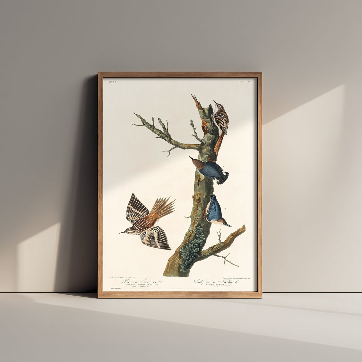 Brown Creeper Art Print - John James Audubon Poster - Birds of America Vintage Illustration