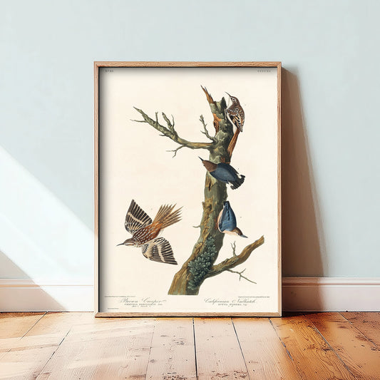 Brown Creeper Art Print - John James Audubon Poster - Birds of America Vintage Illustration
