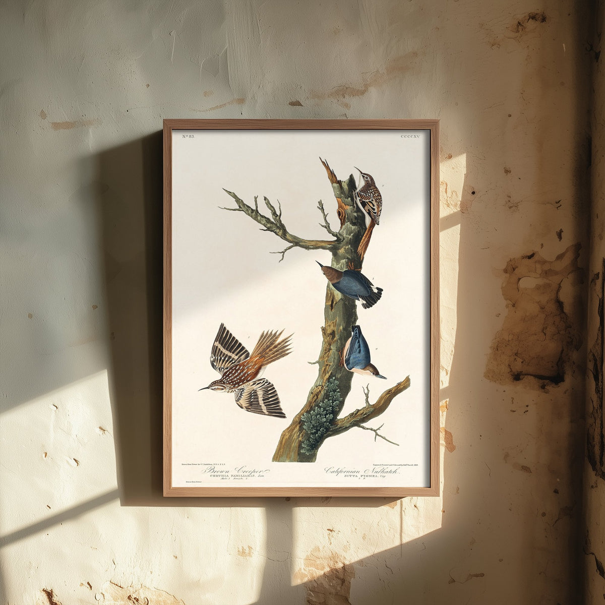 Brown Creeper Art Print - John James Audubon Poster - Birds of America Vintage Illustration
