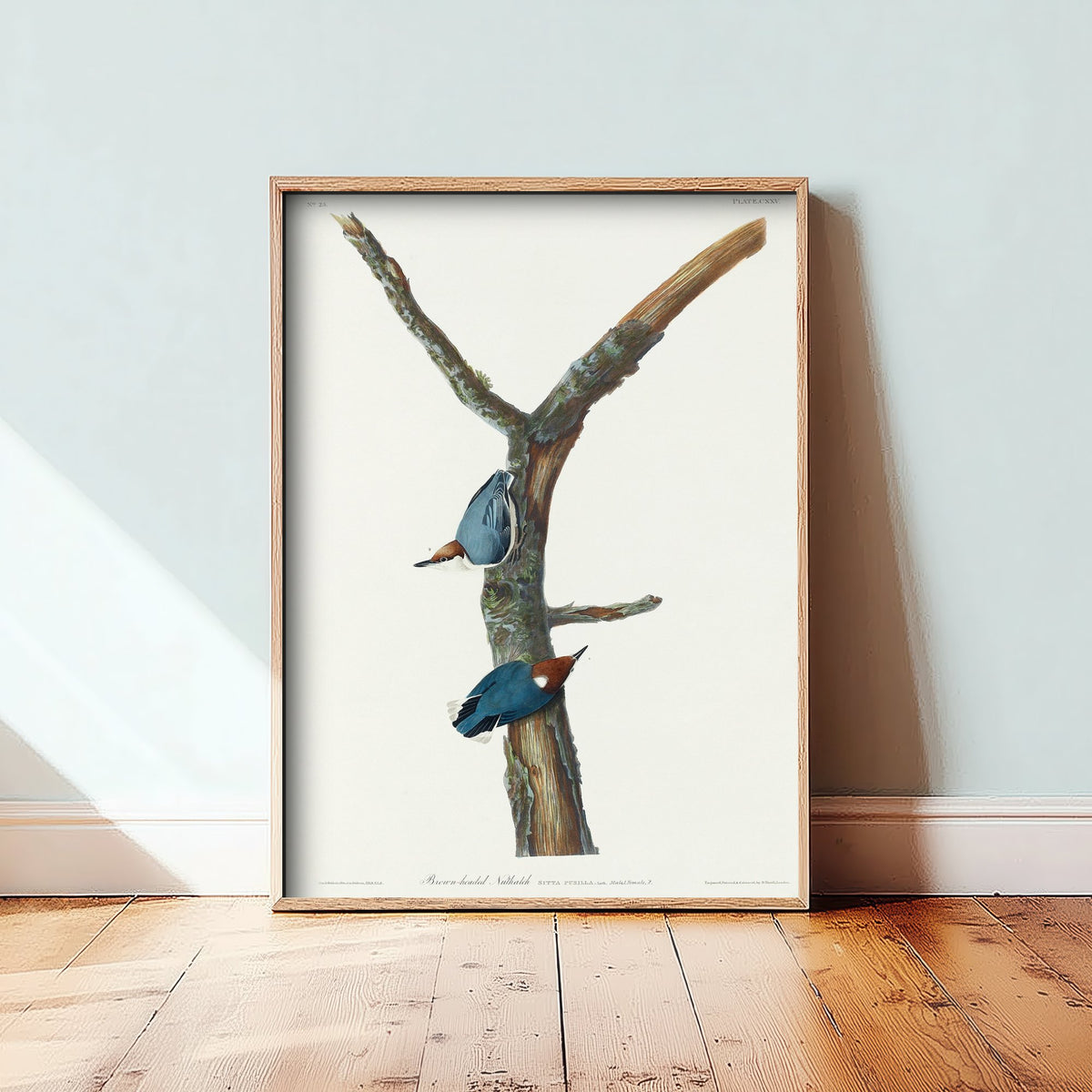 Brown-headed Nuthatch Art Print - John James Audubon Poster - Birds of America Vintage Illustration