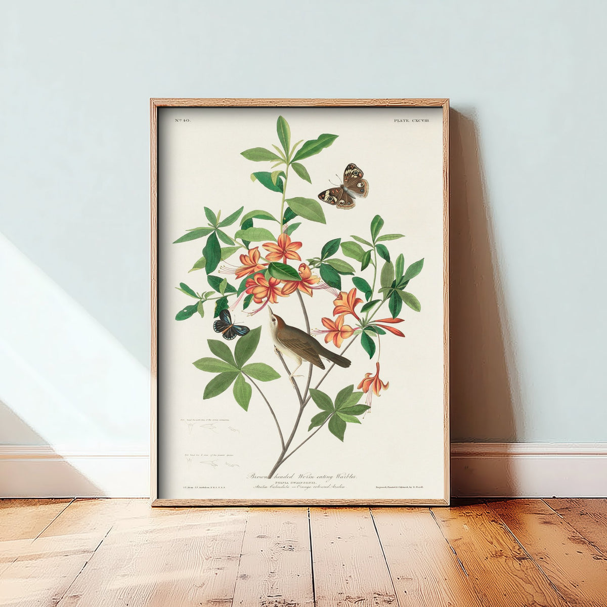 Swainson's Warbler Art Print - John James Audubon Poster - Birds of America Vintage Illustration