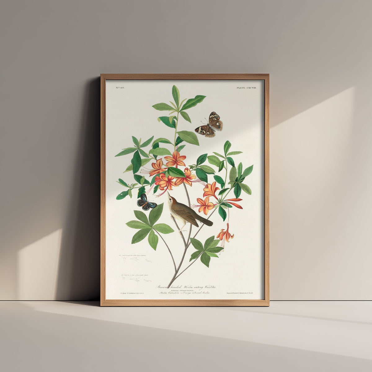 Swainson's Warbler Art Print - John James Audubon Poster - Birds of America Vintage Illustration