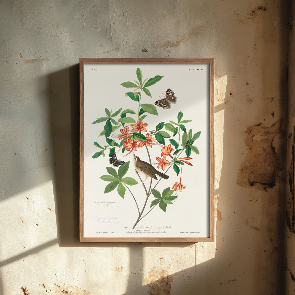Swainson's Warbler Art Print - John James Audubon Poster - Birds of America Vintage Illustration