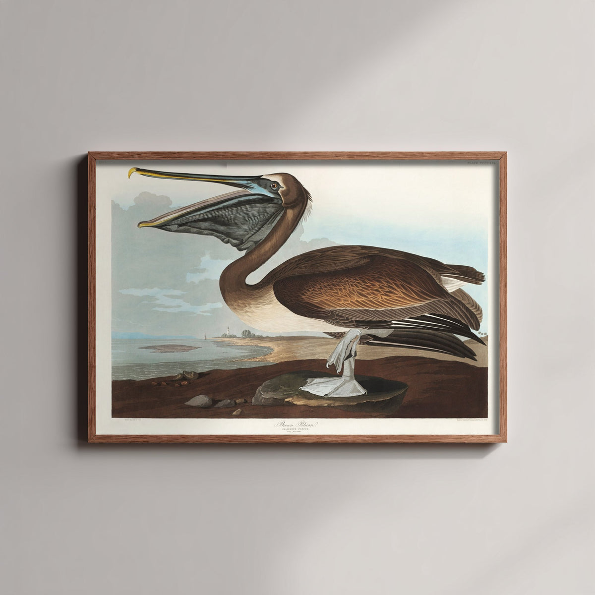 Brown Pelican Standing Art Print - John James Audubon Poster - Birds of America Coastal Illustration