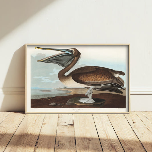 Brown Pelican Standing Art Print - John James Audubon Poster - Birds of America Coastal Illustration