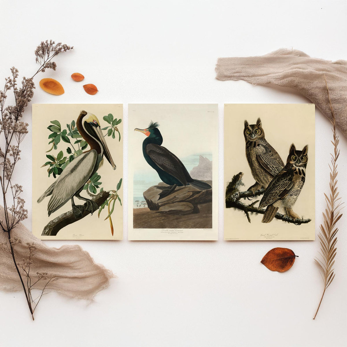 John James Audubon Set of Three Art Prints - Brown Pelican, Double Crested Cormorant, Great Horned Owl - Illustration Poster V3