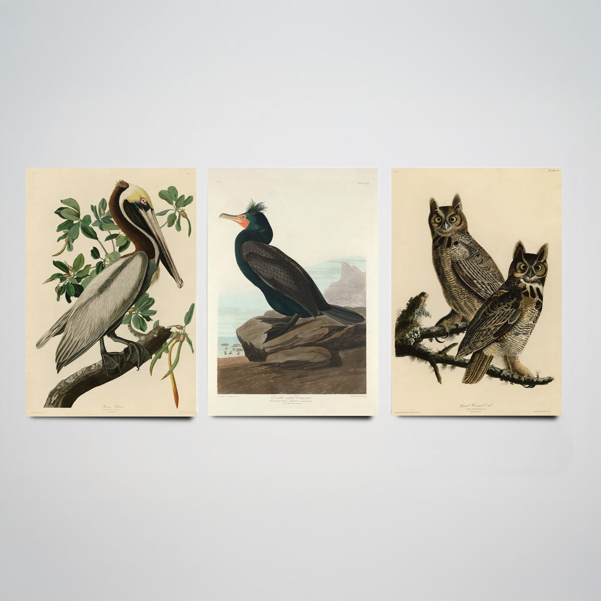 John James Audubon Set of Three Art Prints - Brown Pelican, Double Crested Cormorant, Great Horned Owl - Illustration Poster V3