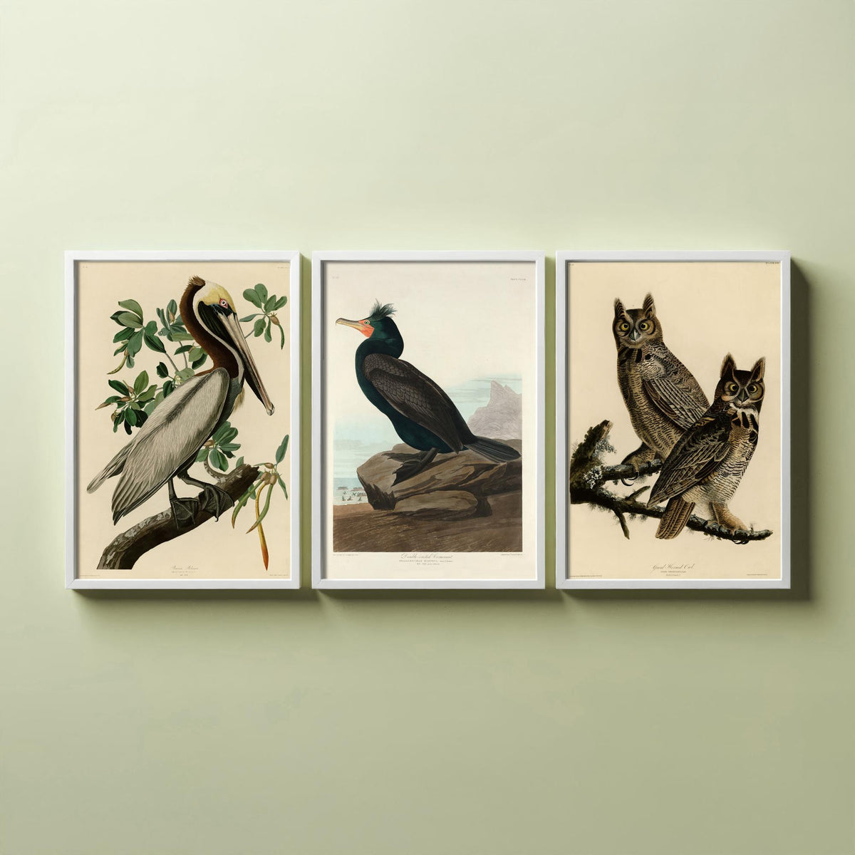 John James Audubon Set of Three Art Prints - Brown Pelican, Double Crested Cormorant, Great Horned Owl - Illustration Poster V3