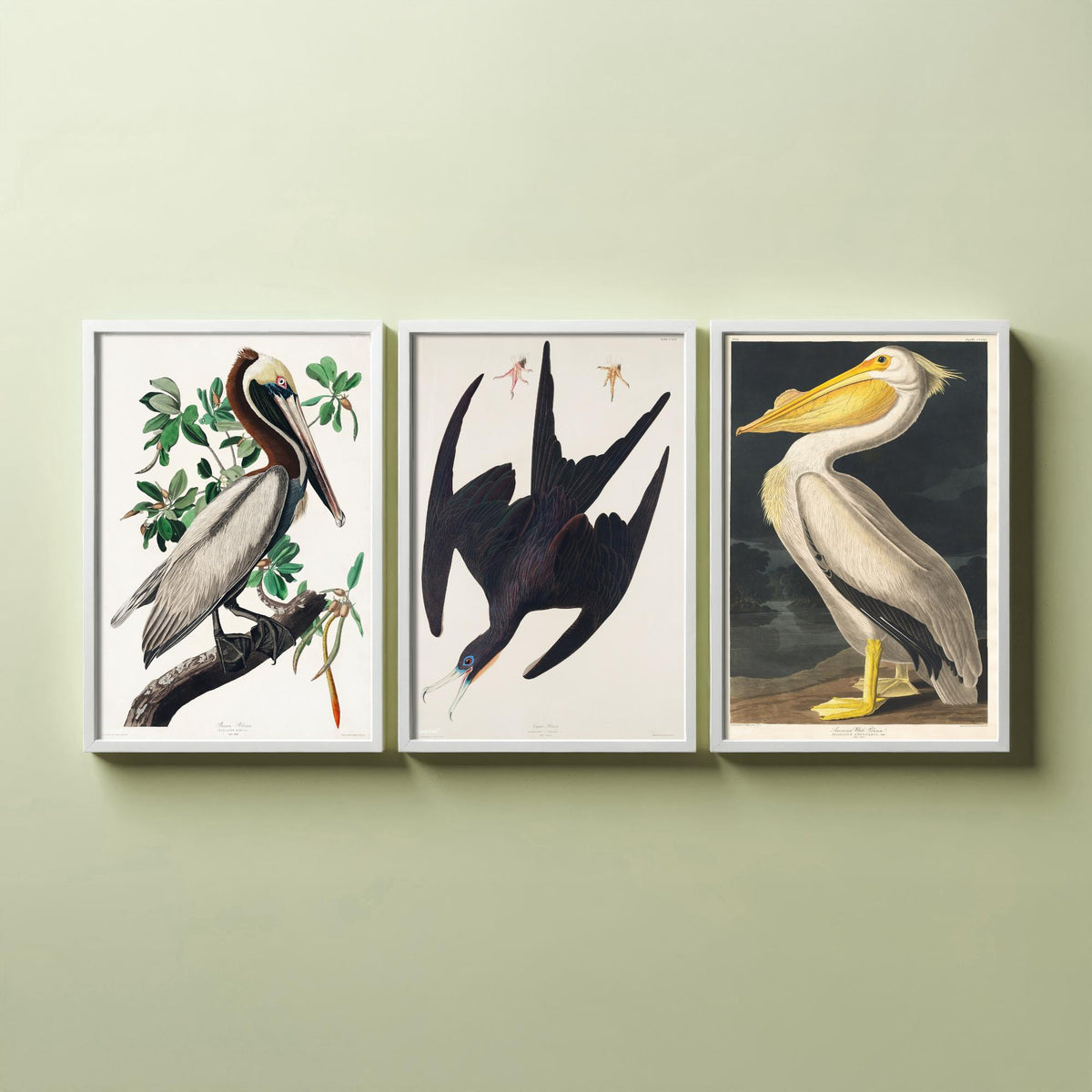 Set of Three John James Audubon Prints - Brown Pelican Frigatebird and American White Pelican - 3 Bird Paintings Poster Wall Art