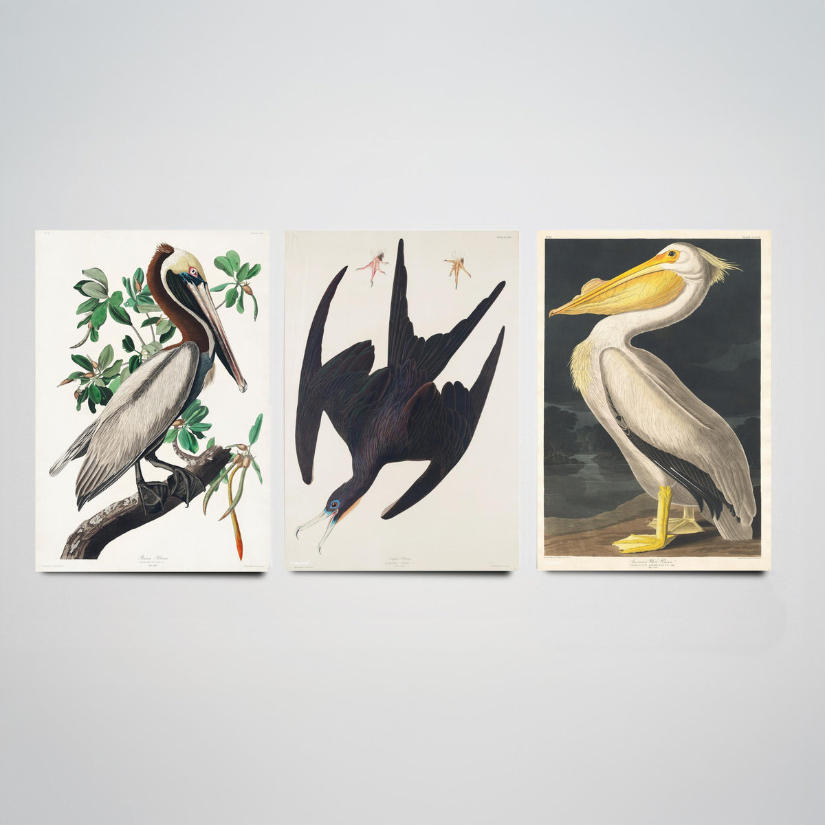 Set of Three John James Audubon Prints - Brown Pelican Frigatebird and American White Pelican - 3 Bird Paintings Poster Wall Art