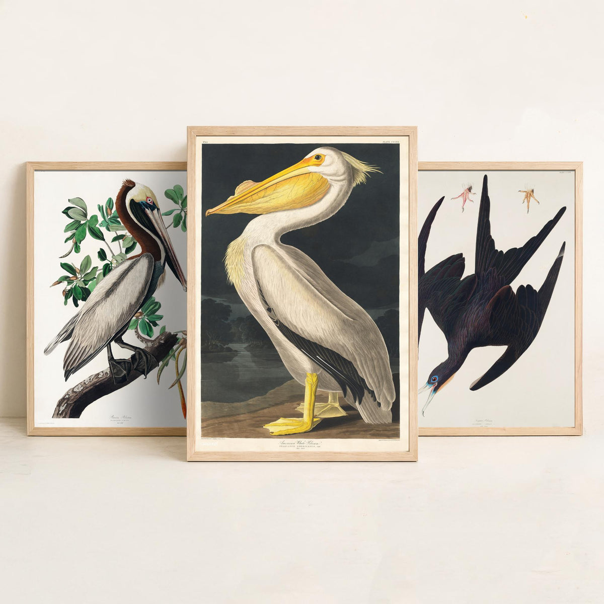 Set of Three John James Audubon Prints - Brown Pelican Frigatebird and American White Pelican - 3 Bird Paintings Poster Wall Art