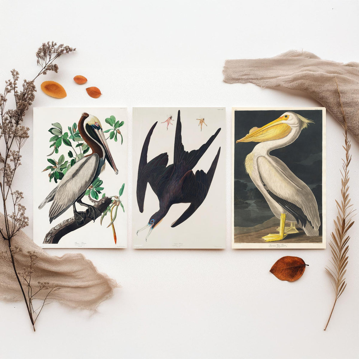 Set of Three John James Audubon Prints - Brown Pelican Frigatebird and American White Pelican - 3 Bird Paintings Poster Wall Art