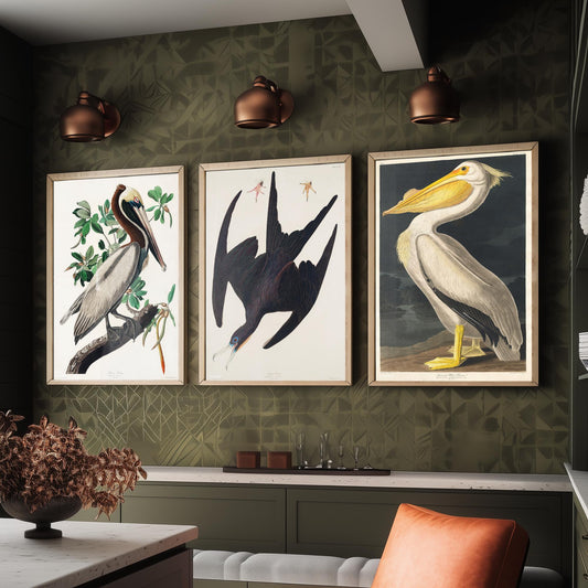 Set of Three John James Audubon Prints - Brown Pelican Frigatebird and American White Pelican - 3 Bird Paintings Poster Wall Art