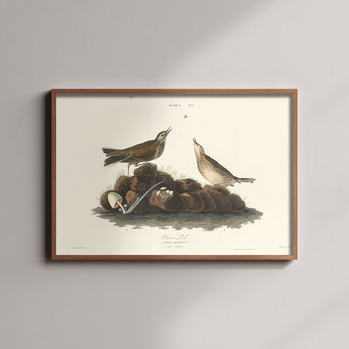 American Pipit Art Print - John James Audubon Poster - Birds of America Vintage Illustration