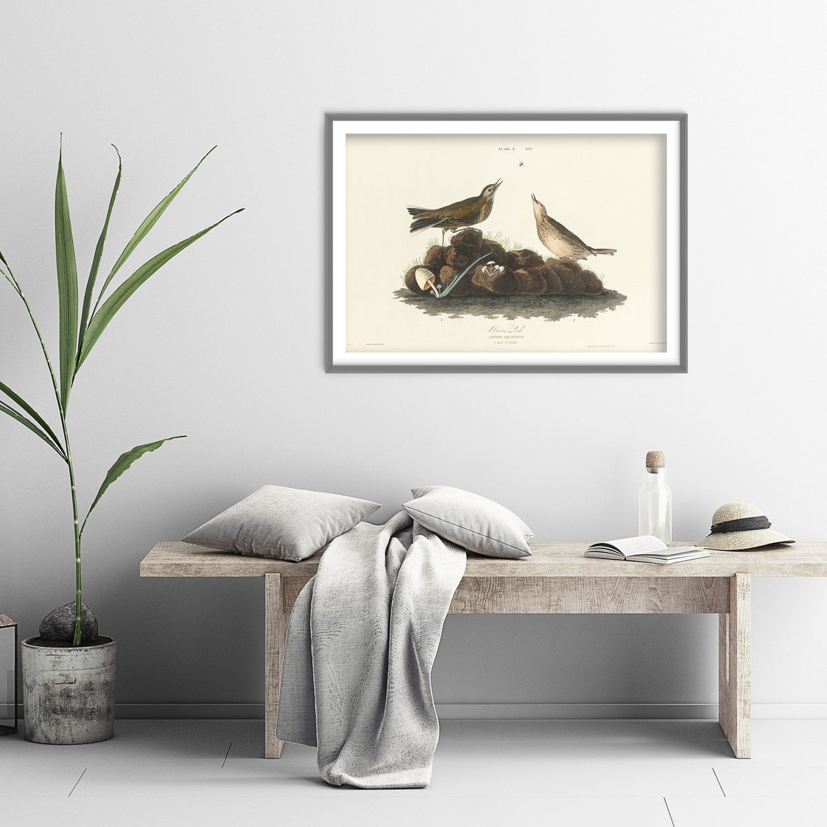 American Pipit Art Print - John James Audubon Poster - Birds of America Vintage Illustration