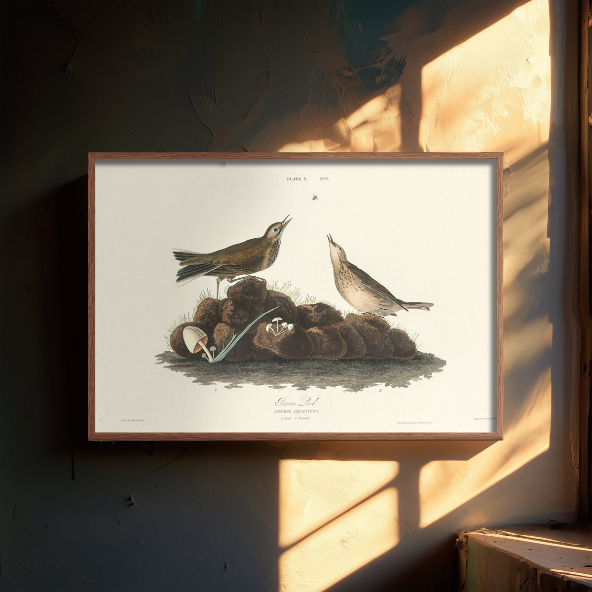 American Pipit Art Print - John James Audubon Poster - Birds of America Vintage Illustration