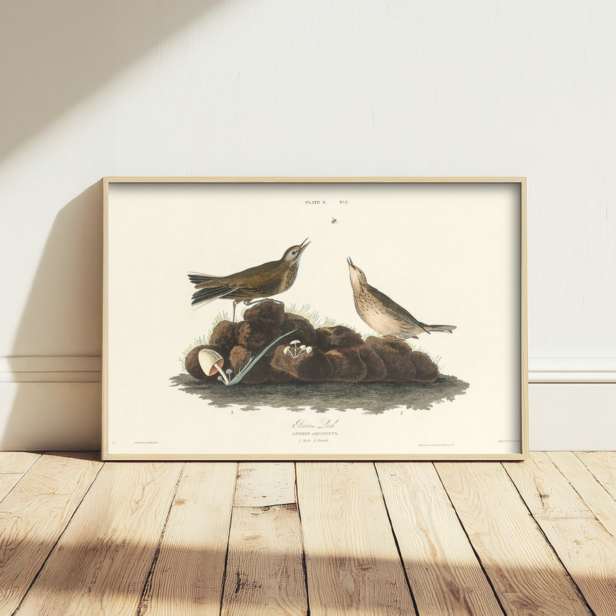 American Pipit Art Print - John James Audubon Poster - Birds of America Vintage Illustration