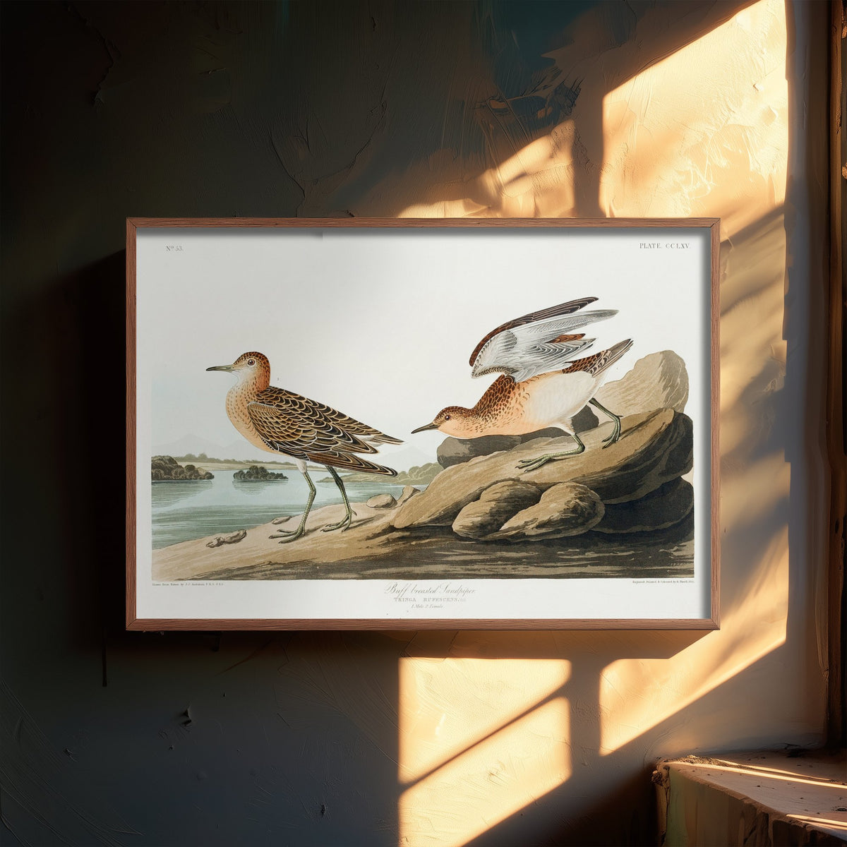 Buff-breasted Sandpiper Art Print - John James Audubon Poster - Birds of America Vintage Illustration