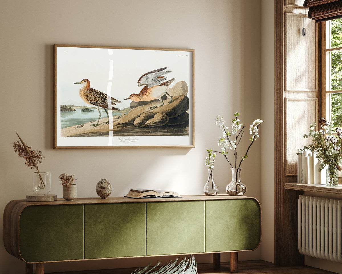 Buff-breasted Sandpiper Art Print - John James Audubon Poster - Birds of America Vintage Illustration