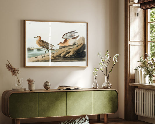 Buff-breasted Sandpiper Art Print - John James Audubon Poster - Birds of America Vintage Illustration