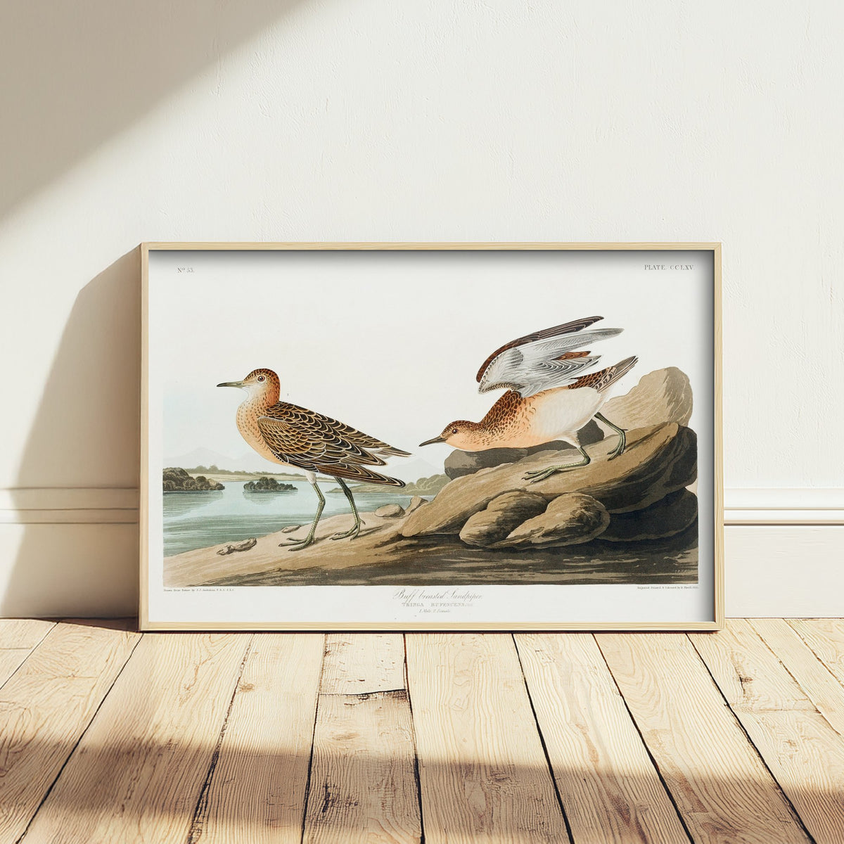 Buff-breasted Sandpiper Art Print - John James Audubon Poster - Birds of America Vintage Illustration