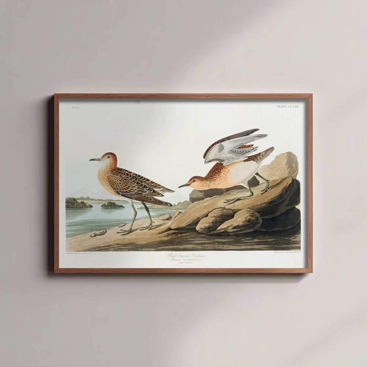 Buff-breasted Sandpiper Art Print - John James Audubon Poster - Birds of America Vintage Illustration