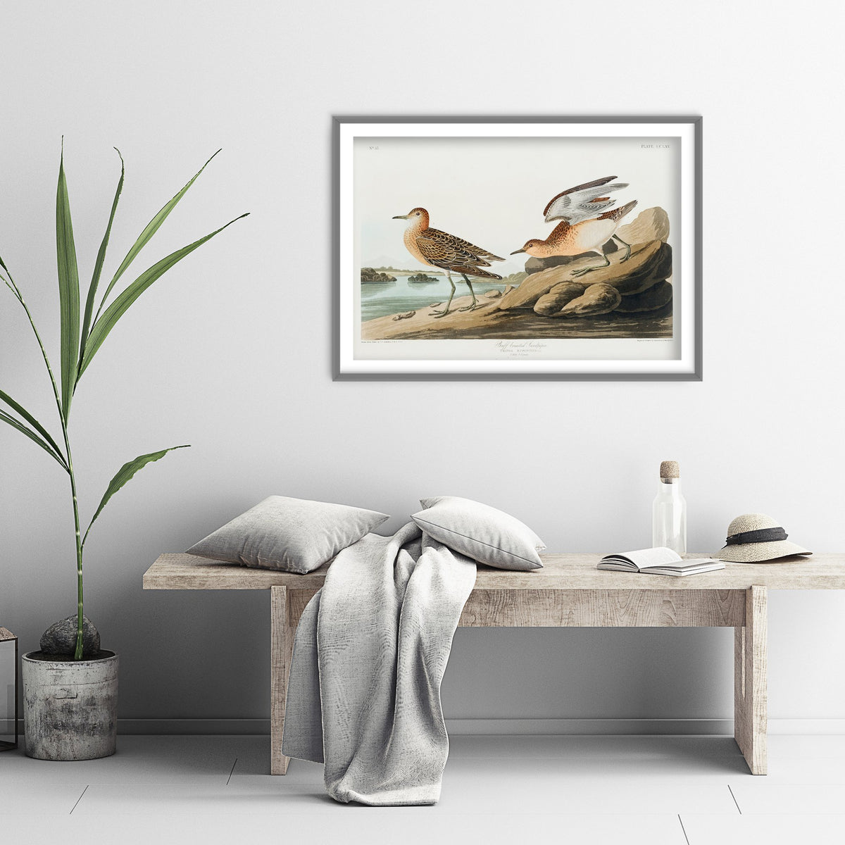 Buff-breasted Sandpiper Art Print - John James Audubon Poster - Birds of America Vintage Illustration