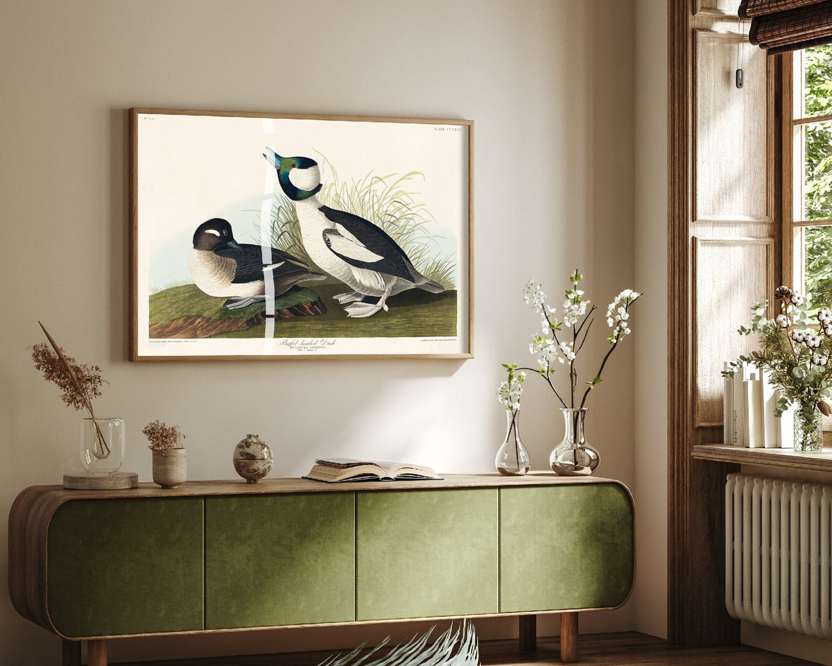 Bufflehead Duck Art Print - John James Audubon Poster - Birds of America Vintage Illustration