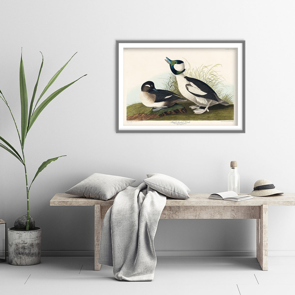 Bufflehead Duck Art Print - John James Audubon Poster - Birds of America Vintage Illustration