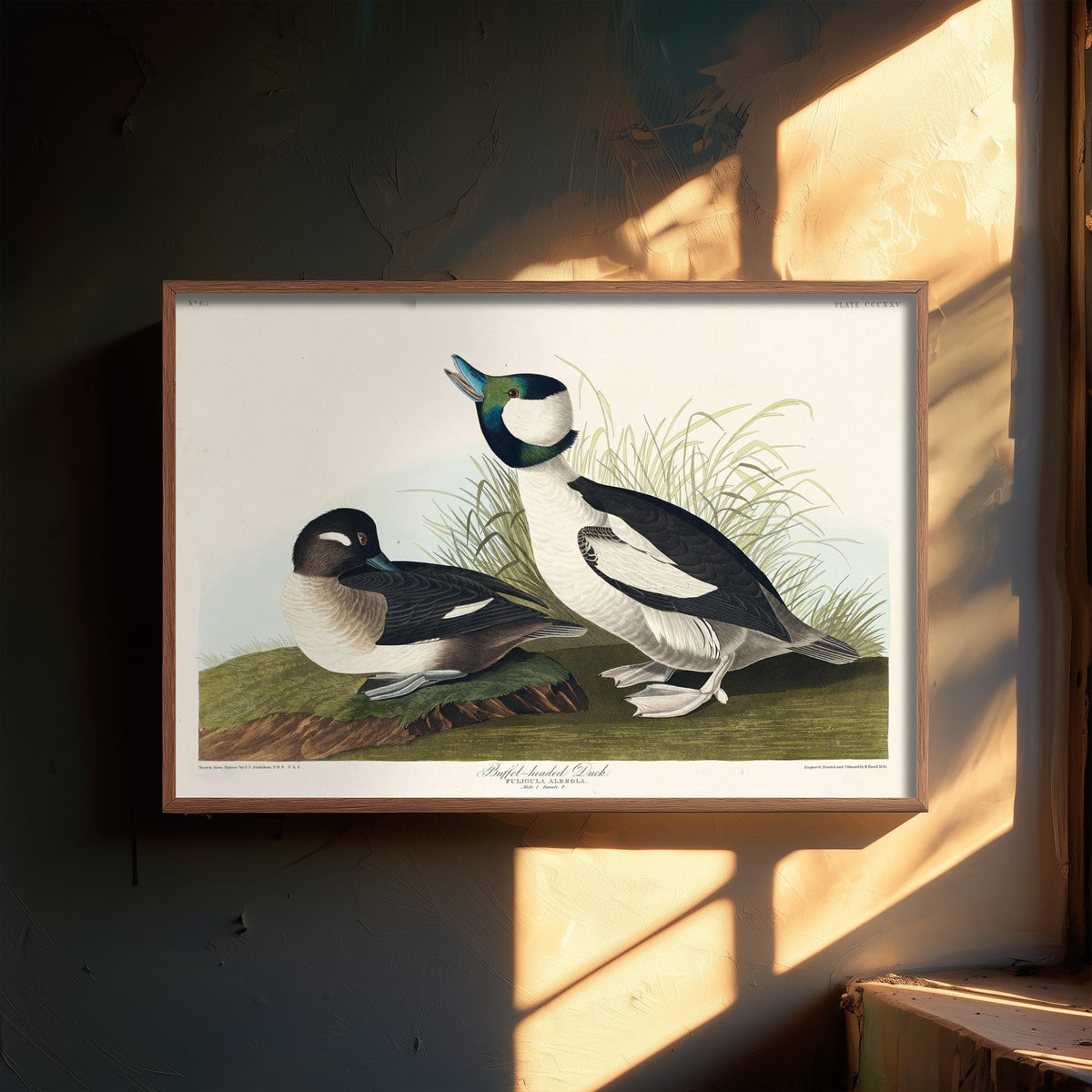 Bufflehead Duck Art Print - John James Audubon Poster - Birds of America Vintage Illustration