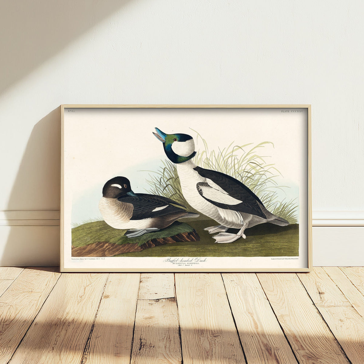 Bufflehead Duck Art Print - John James Audubon Poster - Birds of America Vintage Illustration